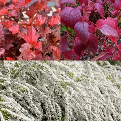 Комплект ЖИВАЯ ИЗГОРОДЬ в Осиповичах