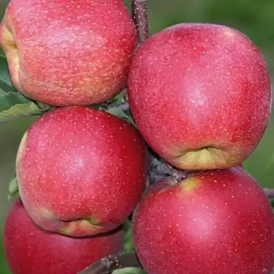 Яблоня ЧЕМПИОН в Осиповичах