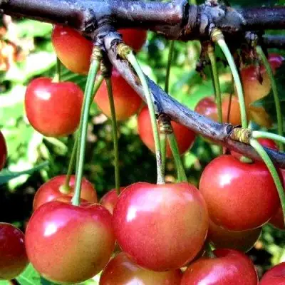 Черешня ГАСТИНЕЦ в Осиповичах