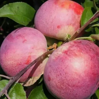 Яблоня БЕЛОРУССКОЕ МАЛИНОВОЕ в Осиповичах