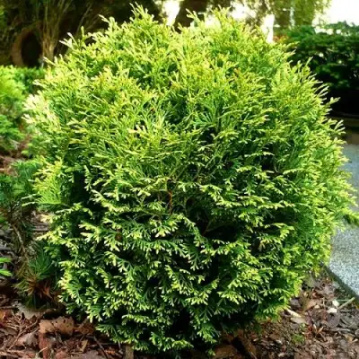 Туя ВОТЕРФИЛД западная в Осиповичах