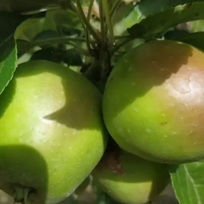 Яблоня ПАМЯТЬ СИКОРЫ в Осиповичах