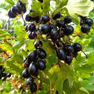 Смородина золотистая ОВАЛЬНАЯ в Осиповичах