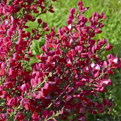 Ракитник БОСКОП РУБИ  в Осиповичах