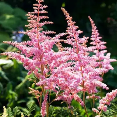 Астильба ЭДЕНС ОДИССЕЙ Арендса в Осиповичах