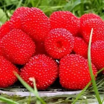 Малина ТИБЕТСКАЯ (РОЗОЛИСТНАЯ) в Осиповичах