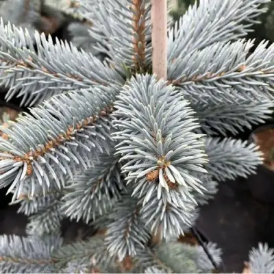 Ель РОЯЛ БЛЮ колючая  в Осиповичах