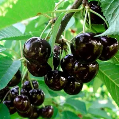 Черешня МУСКАТНАЯ в Осиповичах