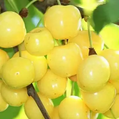 Черешня РОССОШАНСКАЯ ЗОЛОТАЯ в Осиповичах