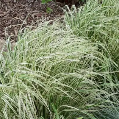 Вейник ОВЕРДАМ остроцветковый в Осиповичах