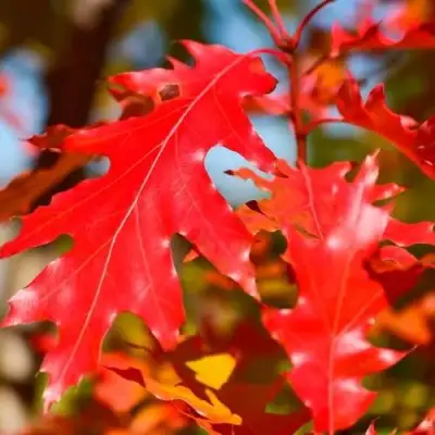 Дуб красный в Осиповичах