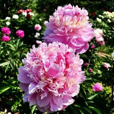 Пион ЛАВОН травянистый в Осиповичах