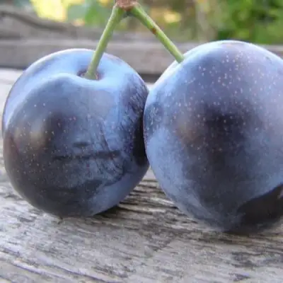 Слива БЛЮФРИ в Осиповичах