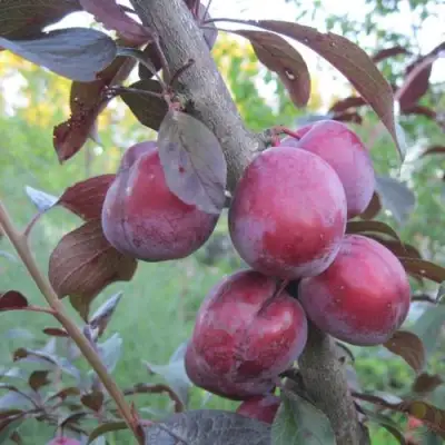 Слива ЛАМА в Осиповичах