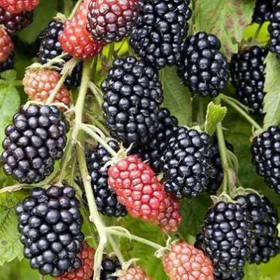 Ежевика НАВАХО бесшипная  в Осиповичах