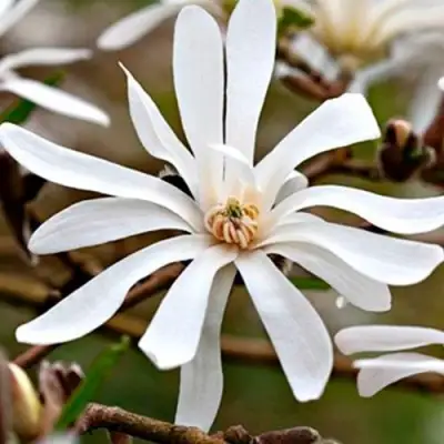 Магнолия СТЕЛЛАТА в Осиповичах