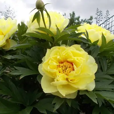 Пион БАРЦЕЛЛА (БАРТЗЕЛЛА) ито-гибрид в Осиповичах