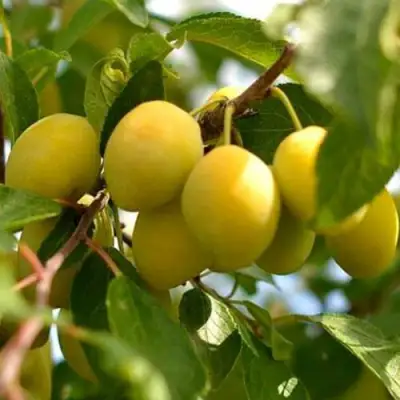 Слива ОЧАКОВСКАЯ ЖЕЛТАЯ в Осиповичах