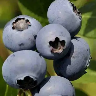 Голубика ХАРРИСОН в Осиповичах