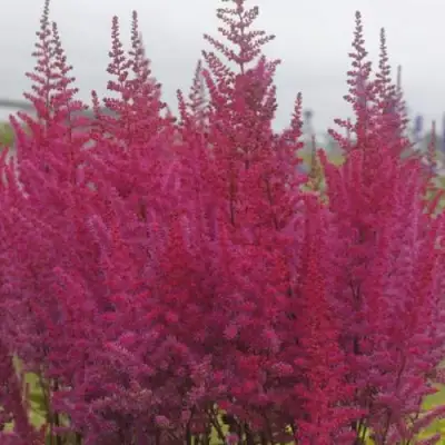 Астильба МАЙТИ ЧОКОЛАТ ЧЕРРИ китайская в Осиповичах