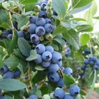 Голубика ЭЛЛИОТ в Осиповичах