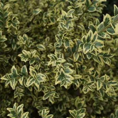 Самшит АУРЕАВАРИЕГАТА в Осиповичах