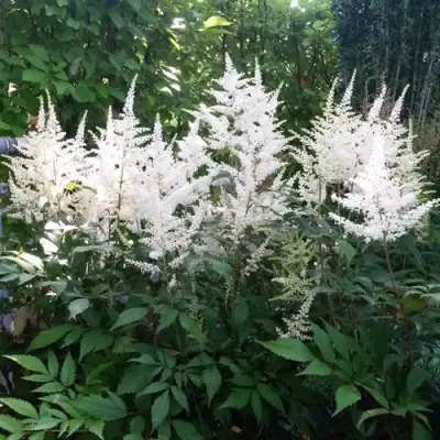 Астильба БРАУТШЛЕЙЕР Арендса в Осиповичах