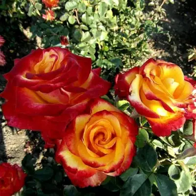 Роза ХАЙ МЭДЖИК чайно-гибридная в Осиповичах