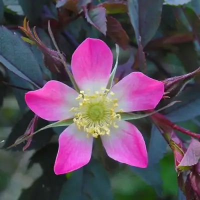 Роза сизая в Осиповичах