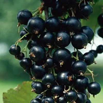 Смородина чёрная ВЕЛОЙ (ЛЕНИНГРАДСКАЯ СЛАДКАЯ) в Осиповичах