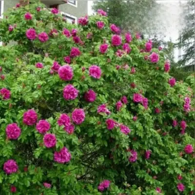 Шиповник ХАНСА в Осиповичах