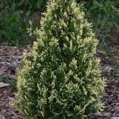 Туя БРАБАНТ ВАРИЕГАТТА западная в Осиповичах