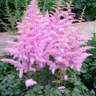 Астильба ГИАЦИНТ Арендса в Осиповичах