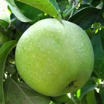 Яблоня РЕНЕТ СИМИРЕНКО в Осиповичах