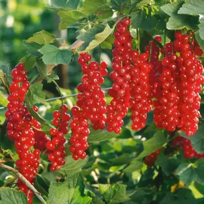 Смородина красная РУДНЕУС в Осиповичах