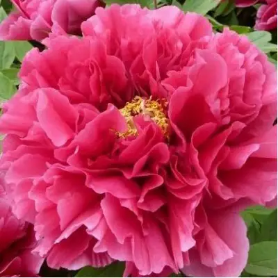 Пион КОРОЛЕВСКИЙ ЦВЕТОК древовидный в Осиповичах