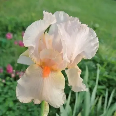 Ирис ПАТИ ДРЕСС бородатый в Осиповичах