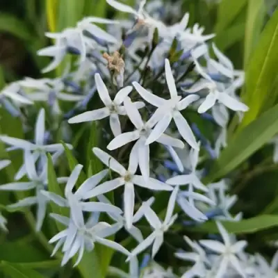 Амсония иволистная в Осиповичах