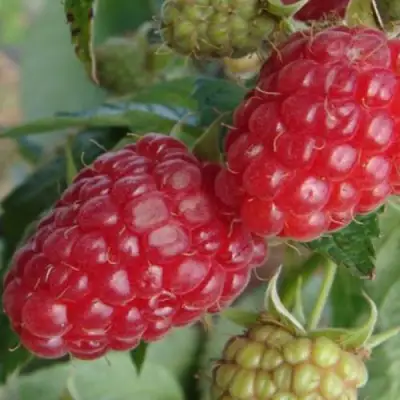 Малина РАДЗИЕВА в Осиповичах