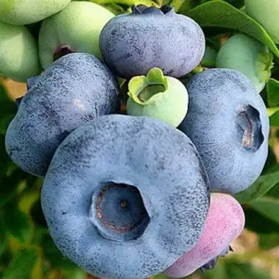 Голубика ПАТРИОТ в Осиповичах