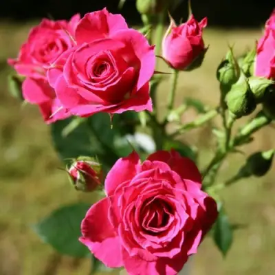 Роза ЛАВЛИ ЛИДИЯ спрей в Осиповичах