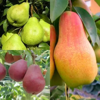 Комплект ГРУШЕВОЕ АССОРТИ в Осиповичах