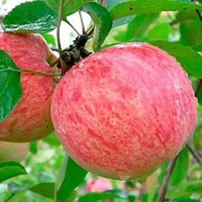 Яблоня КОРИЧНОЕ ПОЛОСАТОЕ в Осиповичах