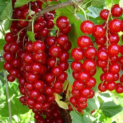 Смородина красная ЙОНКЕР ВАН ТЕТЦ в Осиповичах