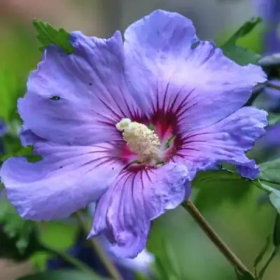 Гибискус МАРИНА сирийский в Осиповичах