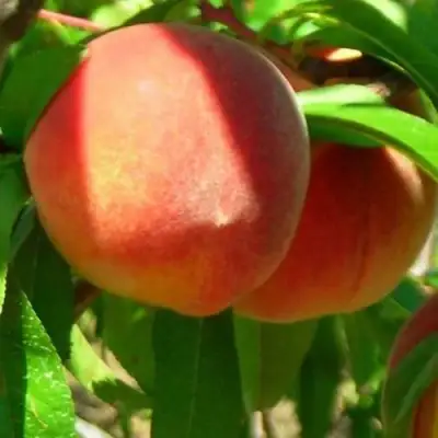 Персик РЕД ХЕВЕН в Осиповичах