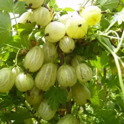 Крыжовник ИНВИКТА в Осиповичах