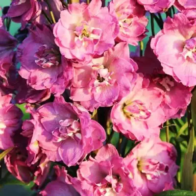 Дельфиниум ДЕЛЬФИС ПИНК ПАУЭ высокий в Осиповичах