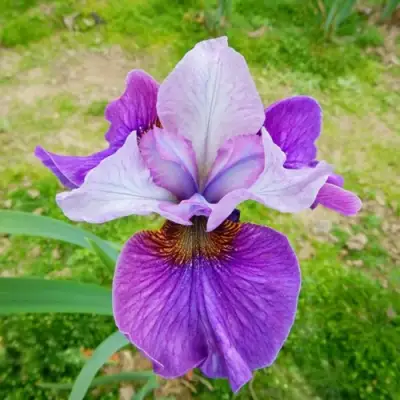 Ирис ЛАЙТ ОВ ХАРТ сибирский в Осиповичах