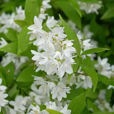 Дейция шершавая в Осиповичах